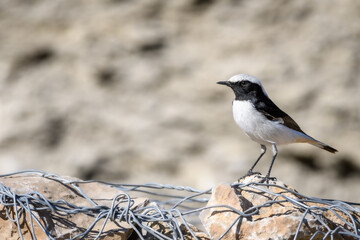 Mourning Wheatear (Maghreb) Oenanthe lugens halophila