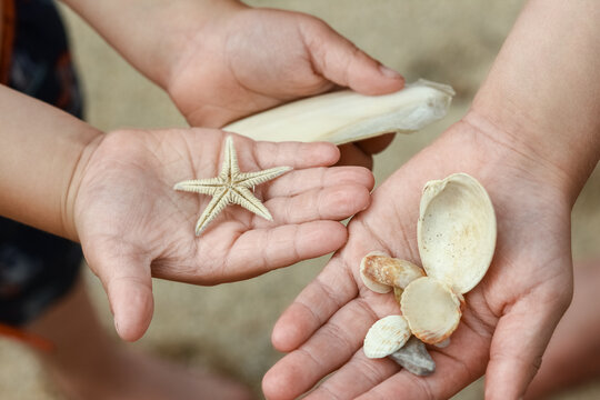 in the happy children's hands shells in nature by the sea background