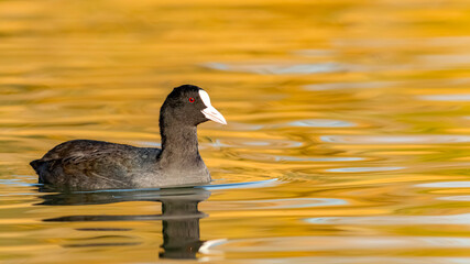 Happy Coot