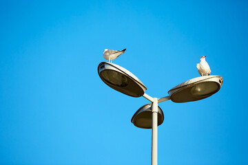 birds on the sea and on lights in turkey