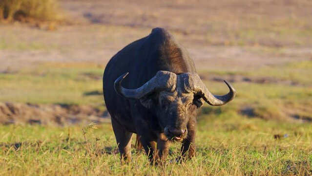 Old African buffalo walking