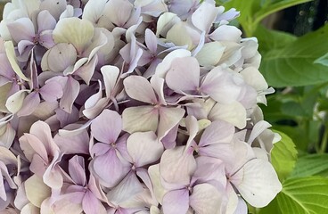 A vibrant Purple Median with lush green leaves and clusters of delicate pink flowers