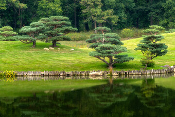 Japanese trees in the rock park


