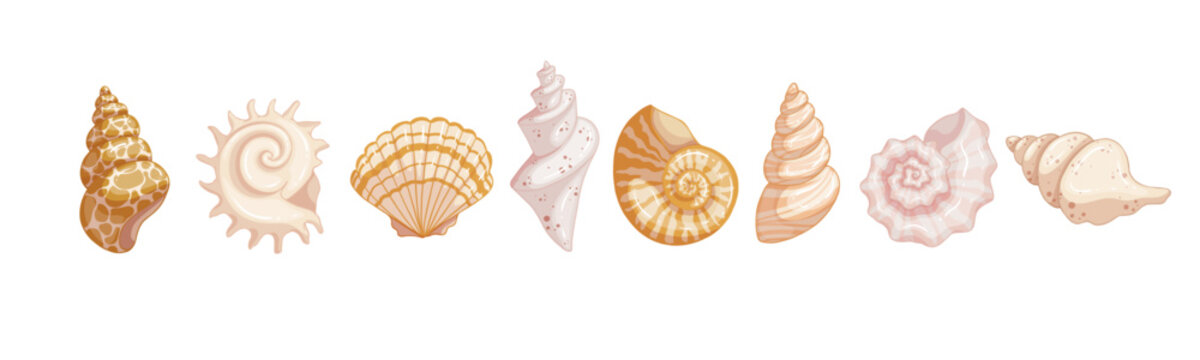 Set of colorful seashells. Vector graphics.