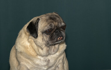 old pug portrait tna dark green background 9