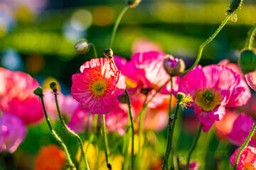Beautiful colorful poppies flowers close up