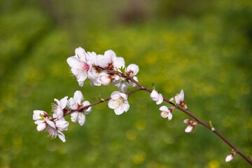 Blooming cherry branch on bokeh background