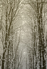 Winter landscape in a snow-covered park after a heavy wet snowfall. A thick layer of snow lies on the branches of trees