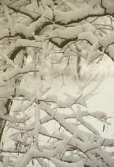 Photo of snow covered tree branches in a cold winter season. Trees during a heavy snowfall