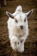 Baby goat on a farm