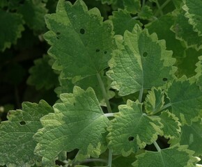 Close up of green leaves