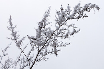 Fototapeta na wymiar Nature's Frostwork on a winter branch