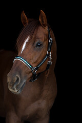 Horse with Halter on Black Background