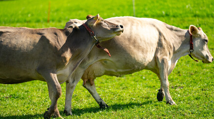 Cow in alpine meadow. Beefmaster cattle in green field. Cow in meadow. Pasture for cattle. Cow in the countryside. Cows graze on summer meadow. Rural landscapes with cows. Cows in a pasture.