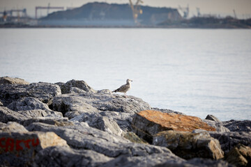 birds on the sea and on lights in turkey