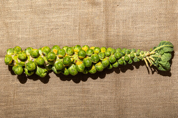 A stick stalk of Brussel sprouts on a wood hessian white background