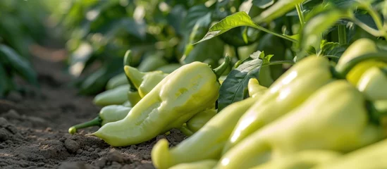 Fotobehang High-quality white Hungarian peppers grown in open fields by Rijk Zwaan. © 2rogan