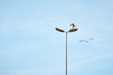 birds on the sea and on lights in turkey