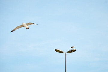 birds on the sea and on lights in turkey