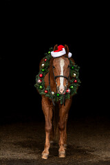 Christmas Horse with Santa Hat