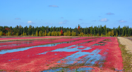 Cranberry farm water management harvesting in Saint-Louis-de-Blandford located on the Becancour...