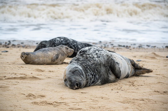 Grey seal adult and pup, Halichoerus grypus, resting on sand beach, UK