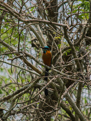 Colorful bird called Pájaro Toh (Eumomota superciliosa), common in Central America, perched on a leafless tree branch. 