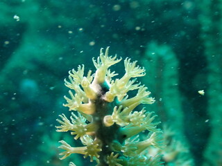 underwater view of the caribbean 