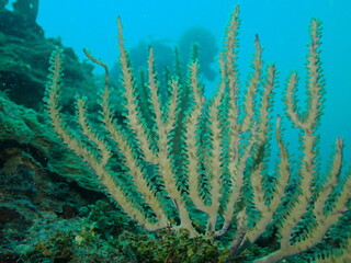 Fototapeta na wymiar underwater view of the caribbean 