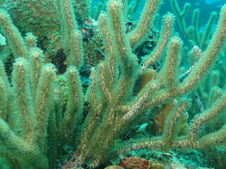 Naklejka na ściany i meble underwater view of the caribbean 