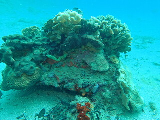 Naklejka na ściany i meble underwater view of the caribbean 