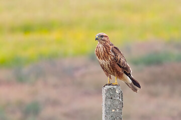 Common Buzzard