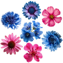 Summer/spring flowers, clip art isolated on transparent background
