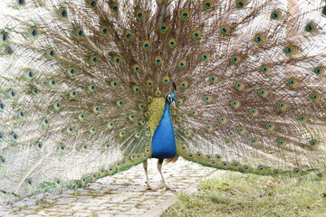 Obraz premium Paw indyjski, Indian peafowl, Pavo cristatus