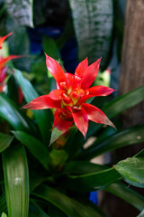 visually stunning bromeliad with green leaf