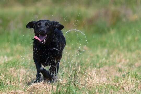 Action shot of a wet black Labrador running through a field