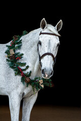 Gray Horse on Black Background with Garland
