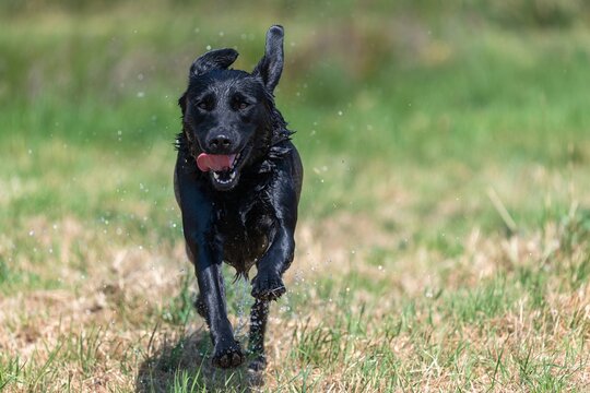 Action shot of a wet black Labrador running through a field