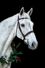 Gray Horse on Black Background with Garland
