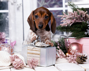 Puppy dachshund, New Year's puppy, Christmas dog, christmas dachshunds