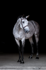 Gray Horse on Black Background