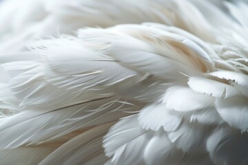 Obraz premium White background with soft feathers. Peace, calm, spirituality, religion and hope idea