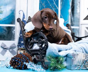 Puppy brown-tan dachshund, New Year's puppy, Christmas dog