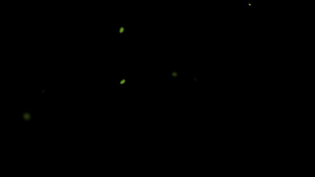 Green leaves are explosion in slow motion. transparent alpha mask with a black background