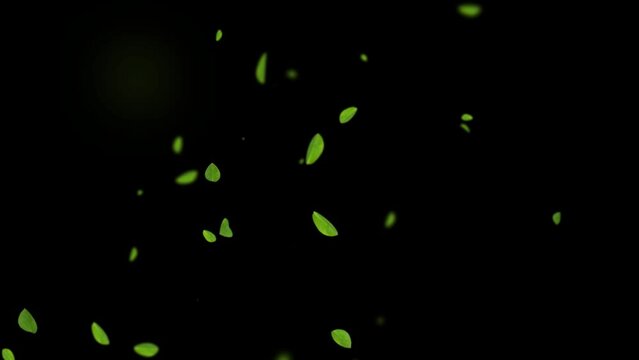 Green leaves are flying in slow motion. transparent alpha mask with a black background