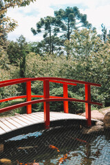 bridge in the forest