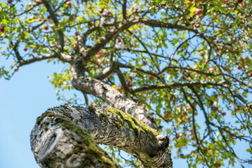 Apple Tree Laden with Fruit