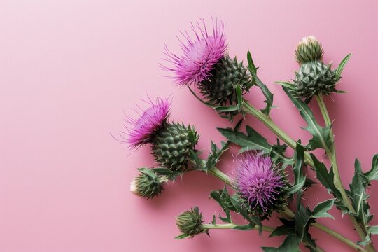 Vivid pink thistles stand out against a soft pastel pink background, capturing the raw beauty of these prickly yet striking wildflowers.