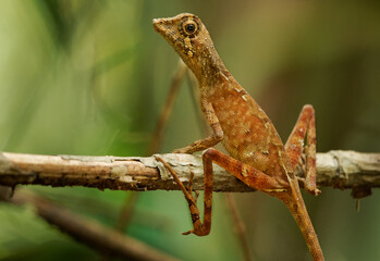 Otocryptis wiegmanni - Brown-patched kangaroo lizard, Sri Lankan kangaroo lizard or Wiegmann's agama, small, ground-dwelling agamid lizard endemic to Sri Lanka, fighting and displaying
