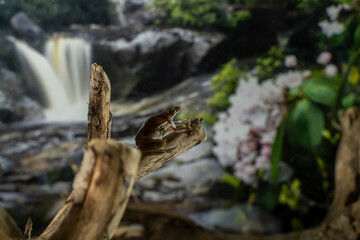 A tree frog is any species of frog that spends a major portion of its lifespan in trees, known as an arboreal state.